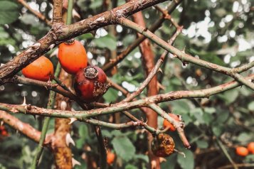 Šípek, nejzdravější plod podzimu