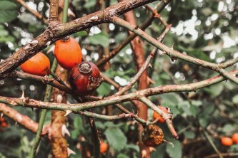 Šípek, nejzdravější plod podzimu