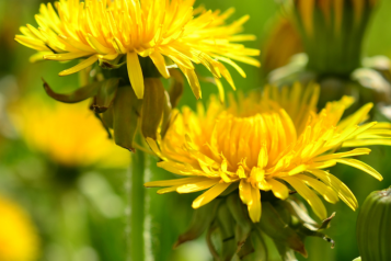 Pampeliška – zázračná bylina pro zdraví a krásu