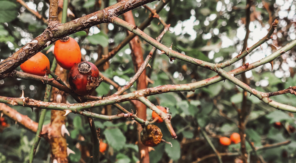 Pauwex - Šípek, nejzdravější plod podzimu